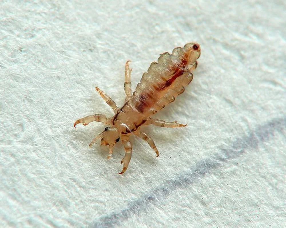 Bird Lice Control in Melbourne