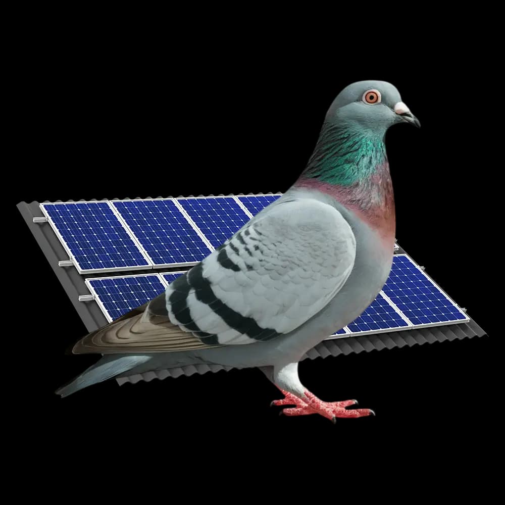 Bird Proofing Solar Panels in Melbourne