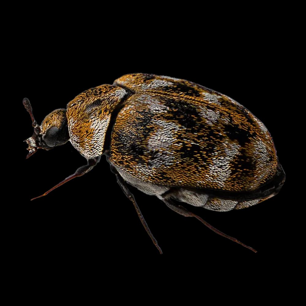 Carpet Beetle Control in Melbourne
