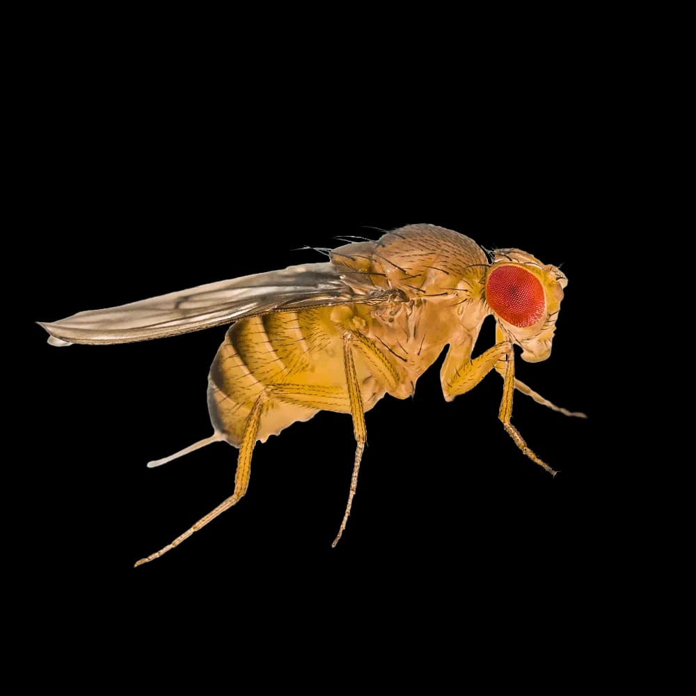 Fruit Fly Control in Melbourne