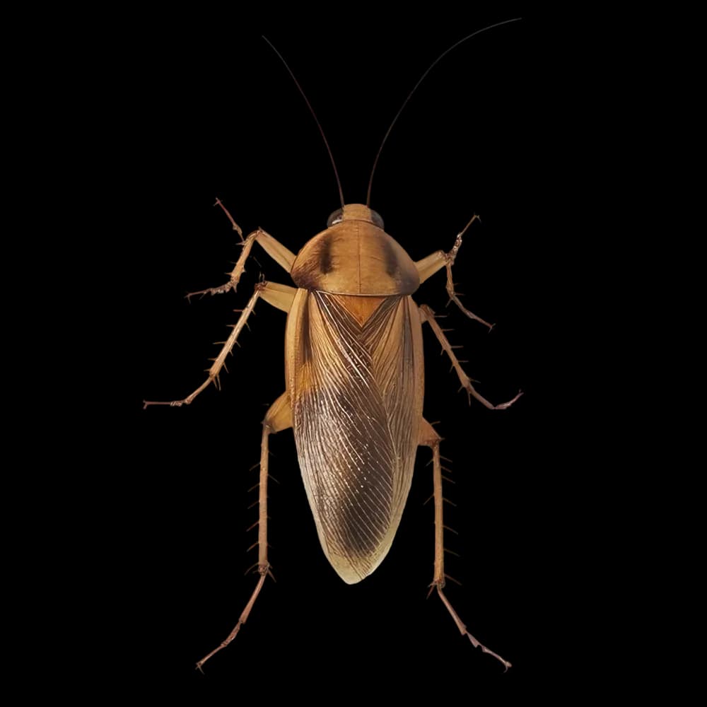 German Cockroach Control in Melbourne