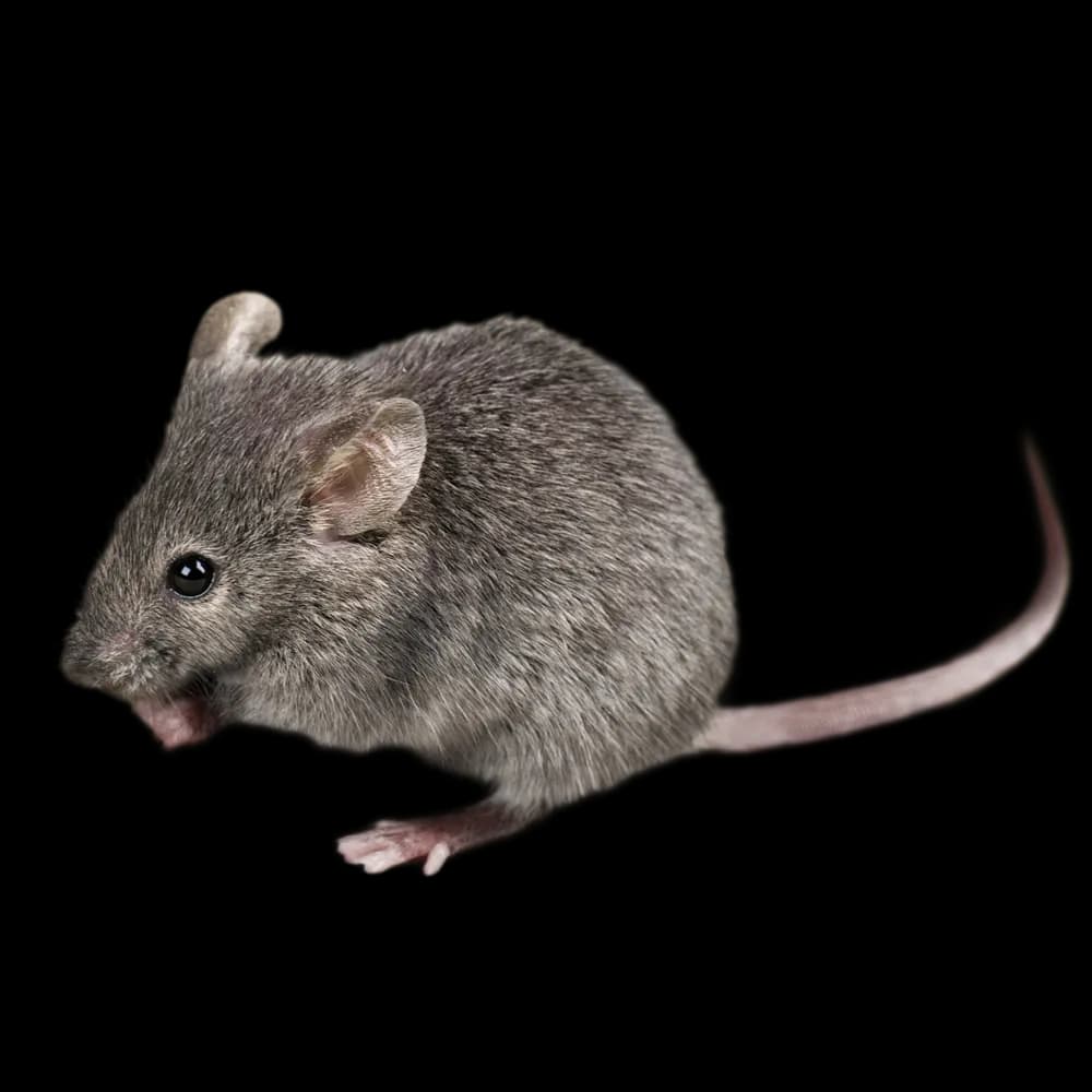 Mice Control in Melbourne