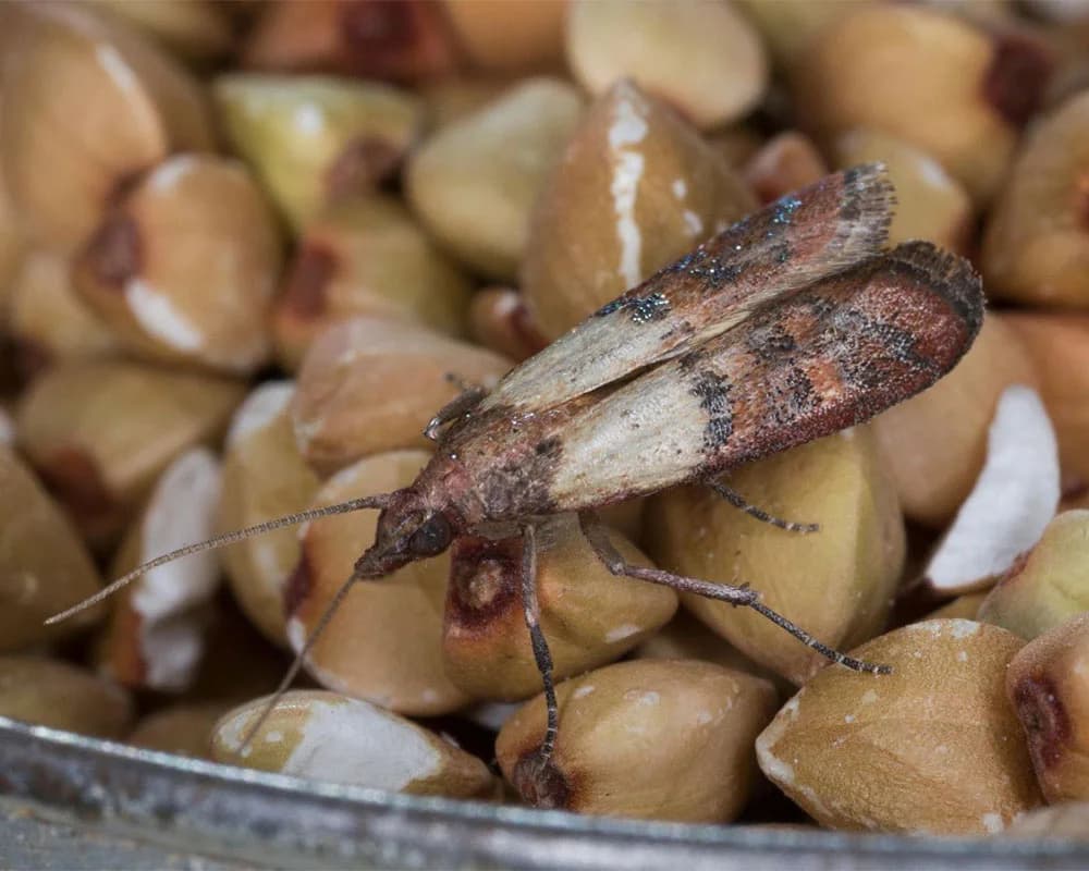 Pantry Moth Control in Melbourne