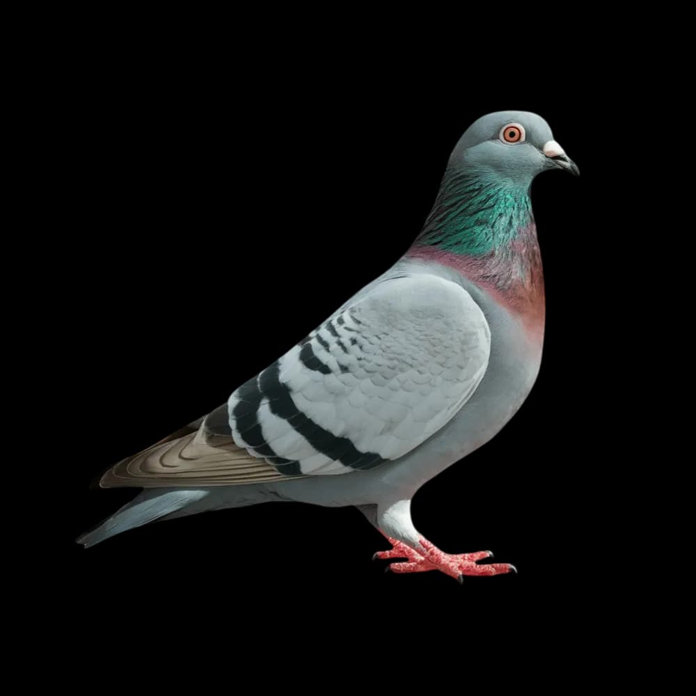 Pigeon Control in Melbourne
