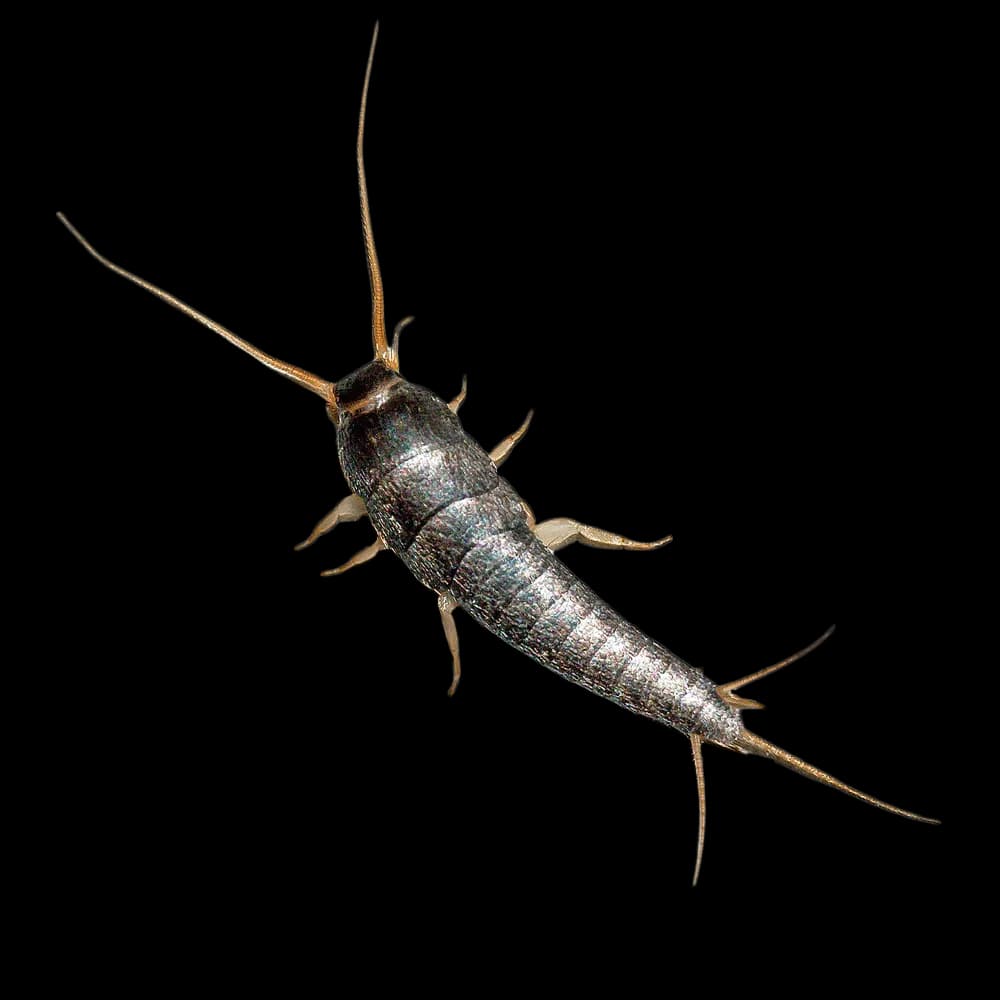Silverfish Control in Melbourne