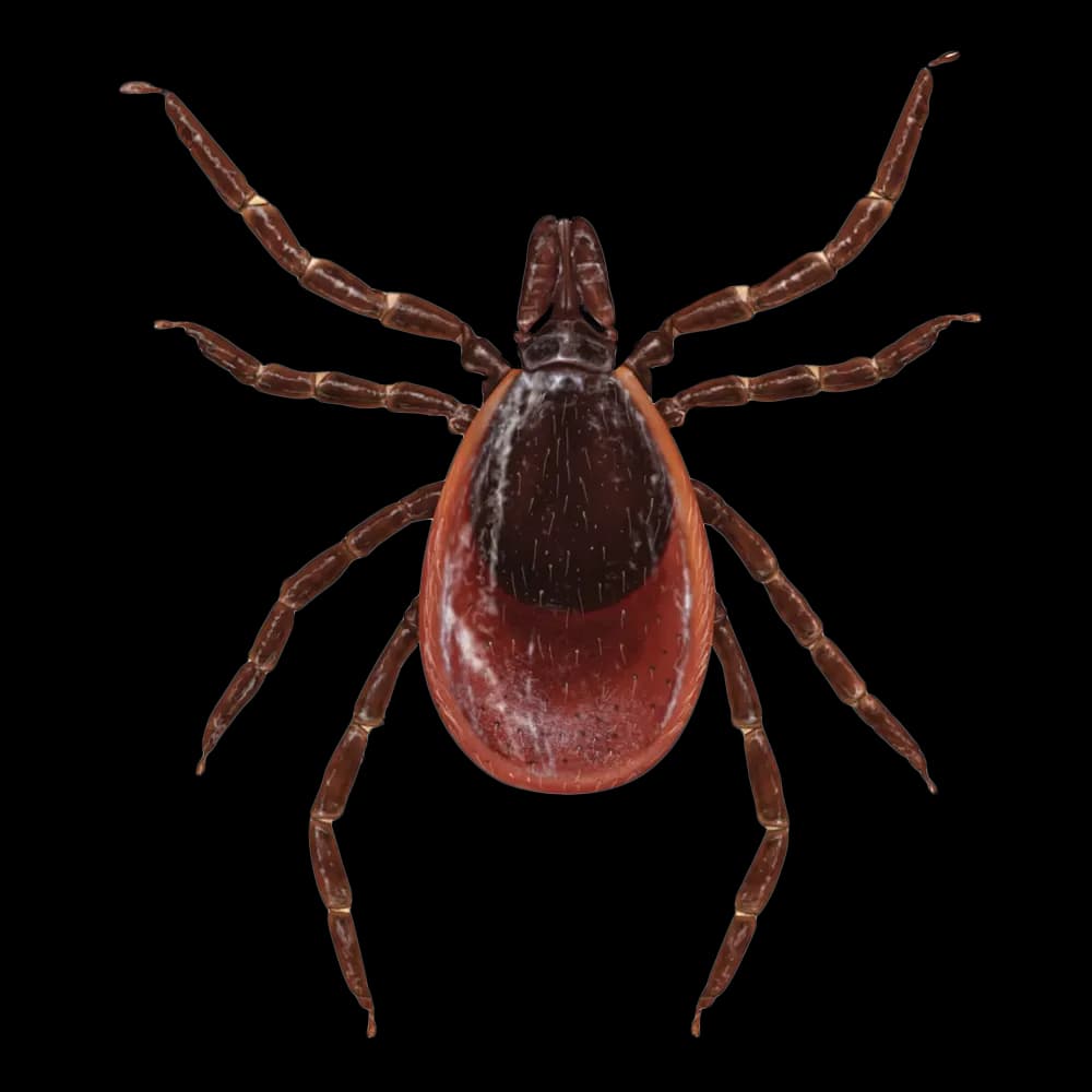 Tick Control in Melbourne